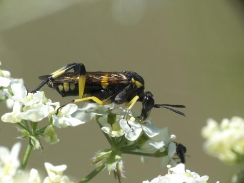 Réf. 282 539 : Macrophya montana